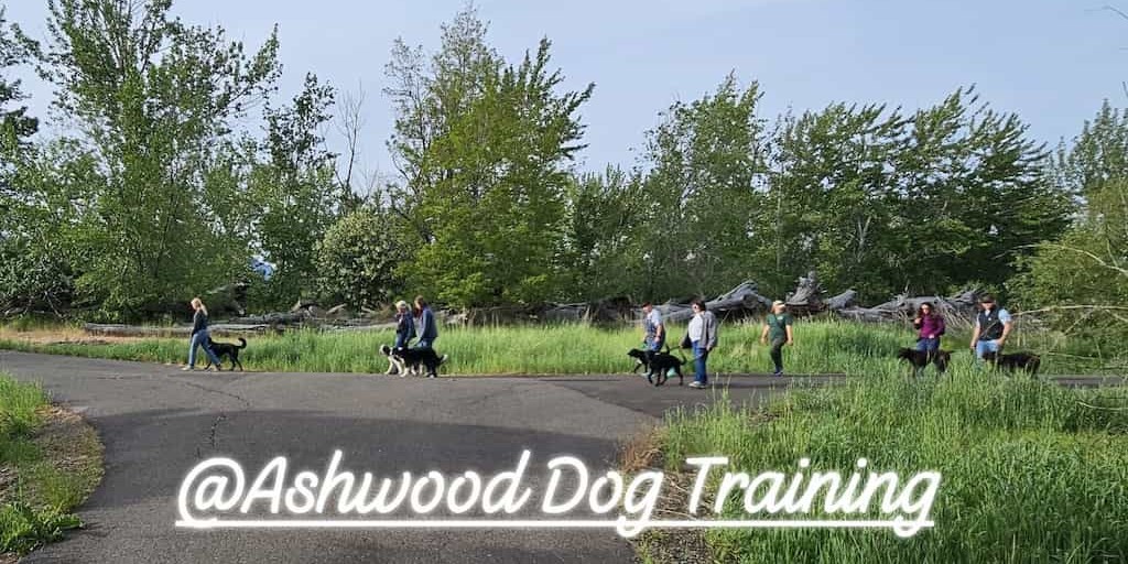 Ashwood Dog Training Pack Walk